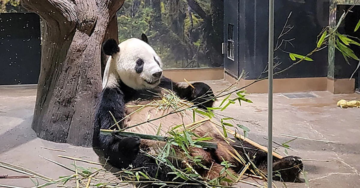 東京上野動物園的大熊貓展示與遊客