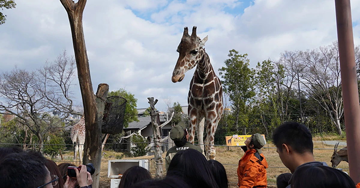 札幌市円山動物園的狐狸在自然環境中
