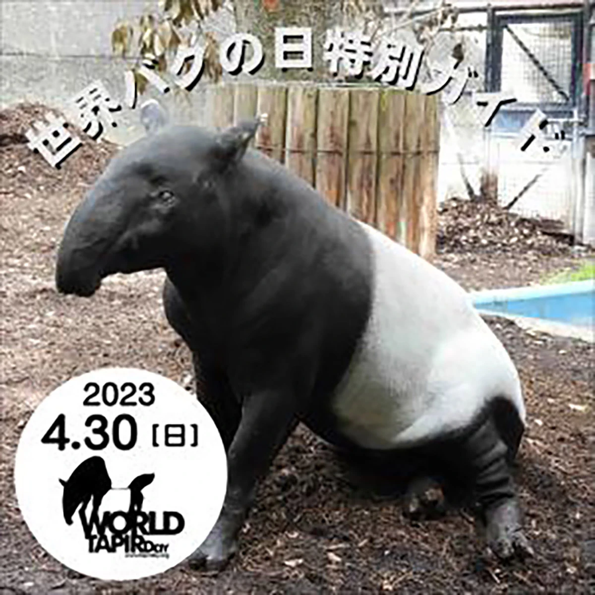 大阪天王寺動物園的獅子王展示