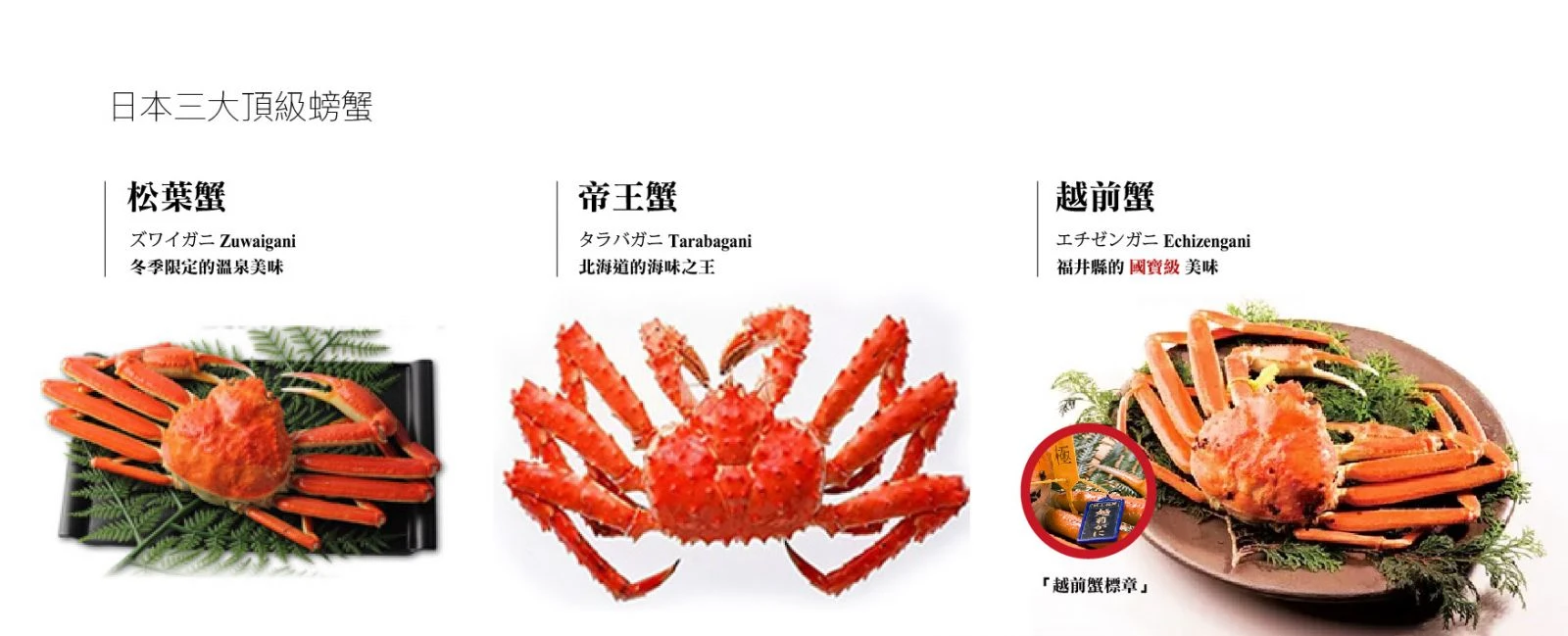 日本螃蟹多種品種展示