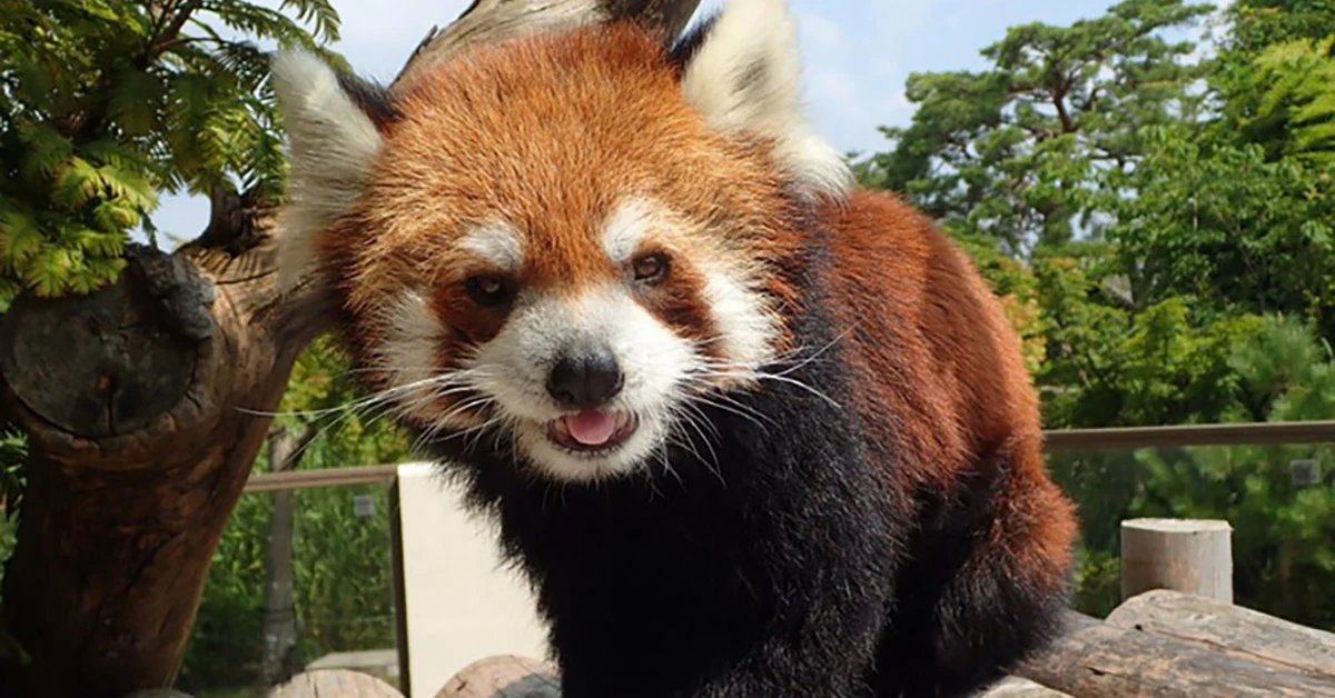 北海道旭山動物園的北極熊近距離拍攝