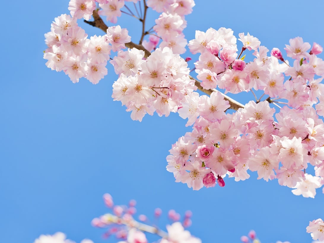 (2022日本最新櫻花開花、滿開時間預報)跟著日本櫻花前線賞櫻去吧!