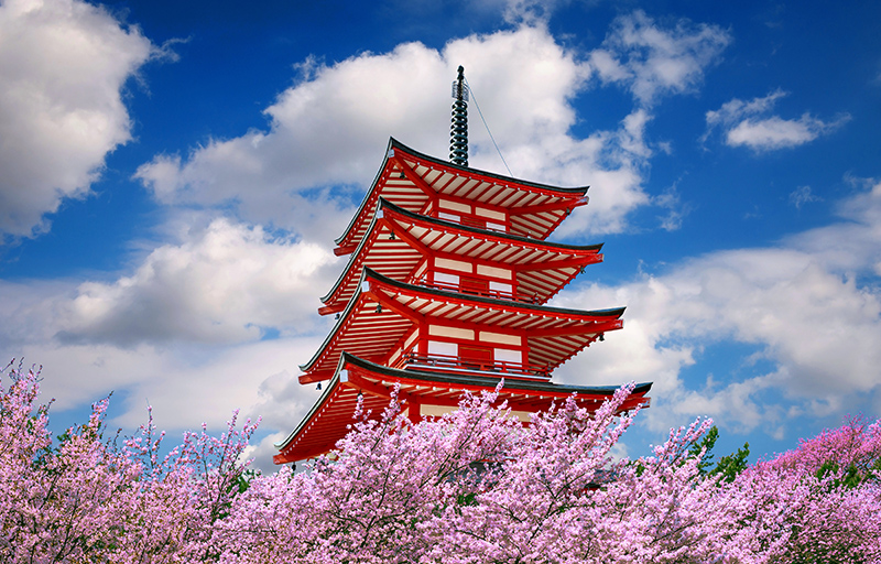 春季的京都：櫻花盛開的城市
